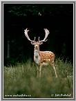 Fallow deer