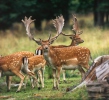 Fallow Deer