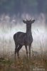 Fallow deer