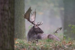 Fallow deer