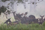 Fallow deer