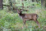 Fallow deer