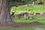 Fallow deer