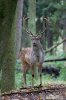 Fallow deer