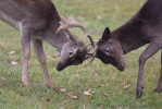 Fallow deer