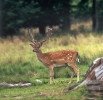 Fallow Deer