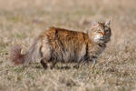 Felis silvestris, f. catus