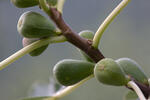 Ficus carica