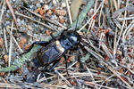 Field Cricket