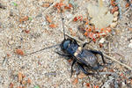 Field Cricket