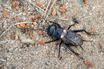 Field Cricket