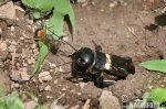 Field Cricket