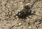 Field Cricket