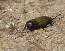 Field Cricket