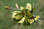 Field Elm