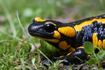 Fire Salamander