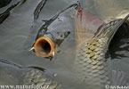 Fish harvest