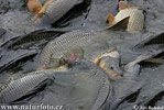 Fish harvest
