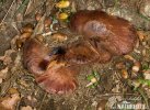 Fistulina hepatica