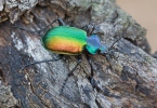 Forest Caterpillar Hunter