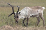 Forest Reindeer