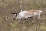 Forest Reindeer