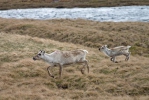 Forest Reindeer