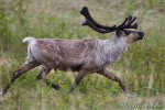 Forest Reindeer