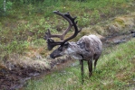 Forest Reindeer