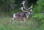 Forest Reindeer