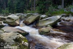 Forêt de Bohême