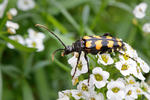 Four-banded Longhorn