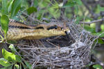 Four-lined Ratsnake