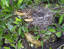 Four-lined Ratsnake