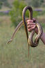 Four-lined Ratsnake