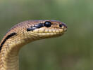 Four-lined Ratsnake