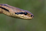 Four-lined Ratsnake