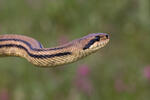 Four-lined Ratsnake