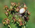 Four Spot Orb Weaver