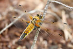 Four-spotted Chaser