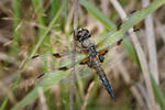 Four-spotted Chaser