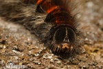 Fox Moth