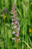 Fragrant orchid