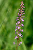 Fragrant orchid