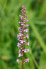 Fragrant orchid