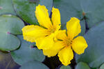 Fringed Water-lily