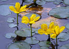 Fringed Water-lily