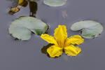 Fringed Water-lily