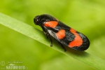 Froghopper