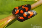 Froghopper